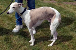 Короткошерстная салюки