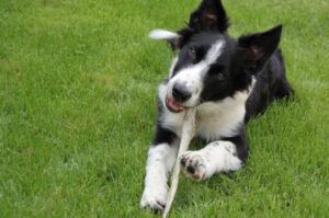 Карелка собака лежит на траве