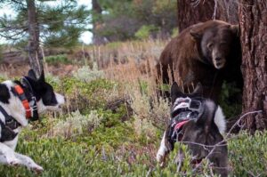 Карельские медвежьи собаки загнали медведя