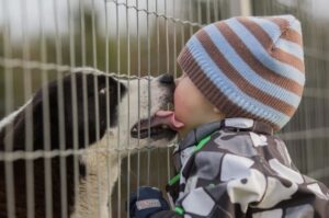 Карельская медвежья собака: отношение к детям