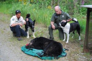 Карельская медвежья собака: фото на охоте