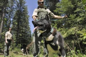 Карельская медвежья собака на тренировке