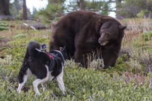 Карельская медвежья собака с медведем