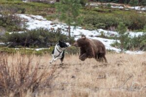 Карельская медвежья лайка и медведь