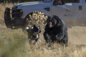 Карело-медвежья лайка с медведем