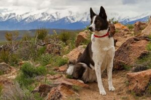 Фото карельской медвежьей собаки