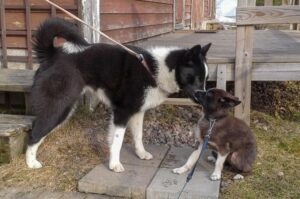 Карельская медвежья собака и щенок