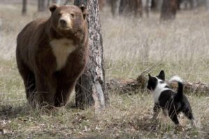 Карельская медвежья собака на охоте