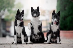 Карельские собаки