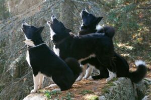 Три карельские медвежьи собаки