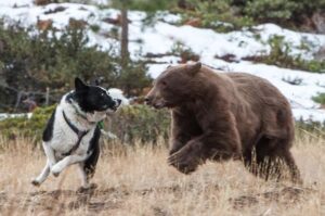 Карельская медвежья лайка гоняется за медведем