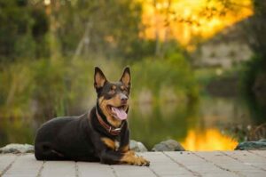 Овчарка австралиский келпи