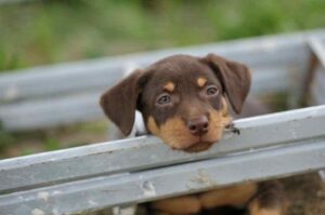 Австралийский келпи щенок