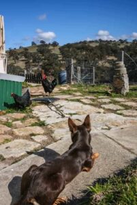 Австралийский келпи следит за курами