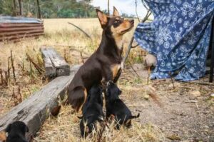 Австралийский келпи со щенками