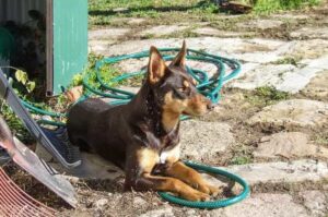 Австралийская собака келпи отдыхает во дворе дома