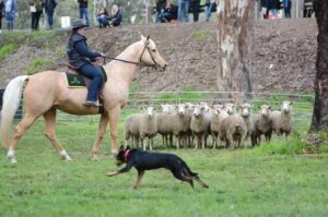 Австралийский келпи на соревнованиях