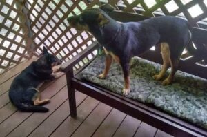 Порода собак австралийский келпи