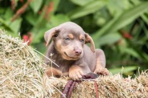 Щенок австралийского келпи