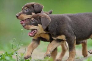 Два щенка австралийского келпи