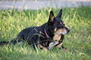 Собака австралийский келпи