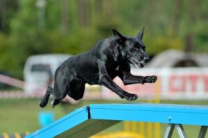 Австралийский келпи преодолевает препятствия