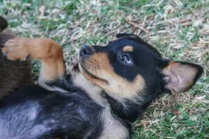 Келпи играется