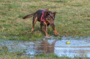 Австралийский келпи: стандарты породы