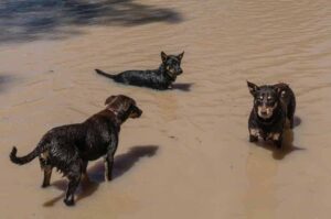 Австралийские келпи купаются в реке