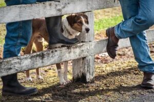 Австралийская овчарка келпи