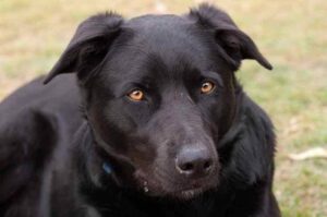 Австралийский келпи черного цвета