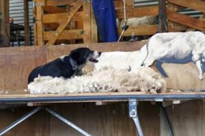 Порода собак австралийская келпи