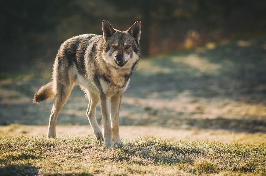 Характер волчьей собаки Сарлоса