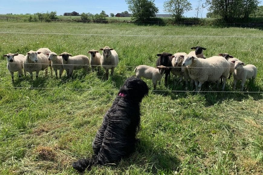 Лохматая овчарка французских пастухов