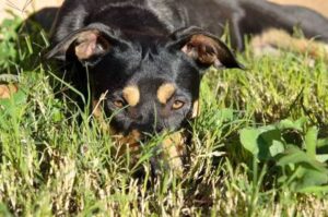 Манчестер-терьер лежит в траве Манчестер-терьер прячется в траве