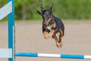 Манчестер-терьер прыгает через препятствие Манчестер-терьер в прыжке