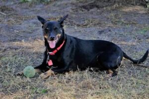 Манчестер-терьер порода собак Порода манчестер-терьер