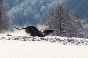 Манчестер-терьер бежит по снегу Бегущий манчестер-терьер