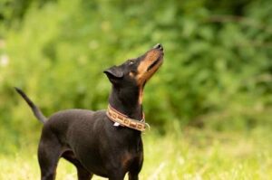 Манчестер-терьер: фото Фото манчестер-терьера