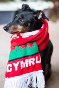 Манчестер-терьер в шарфе Манчестер-терьер в шарфике