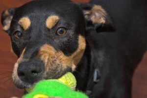 Щенок манчестер-терьера Манчестер-терьер: щенок