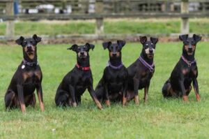 5 манчестер-терьеров 5 собак породы манчестер-терьер