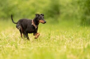 Манчестерский терьер бежит по траве Бегущий манчестерский терьер