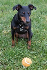 Манчестерский терьер Порода манчестерский терьер