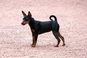 Порода собак манчестер-терьер Собака манчестер-терьер