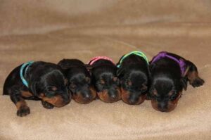 Щенки манчестер-терьера Маленькие щенки манчестер-терьера