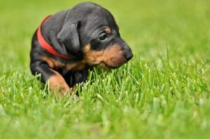 Щенок манчестер-терьера Фото щенка манчестер-терьера