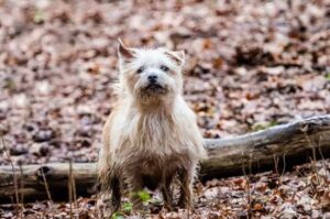 Чумазый норфолк-терьер в осеннем лесу