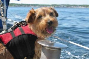 Фото норфолк-терьера на корабле