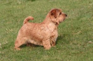 Норфолк-терьер фото